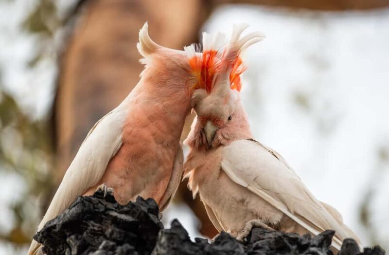 Alice Springs: Desert Park Entry Ticket - Authentic Insights from Visitors