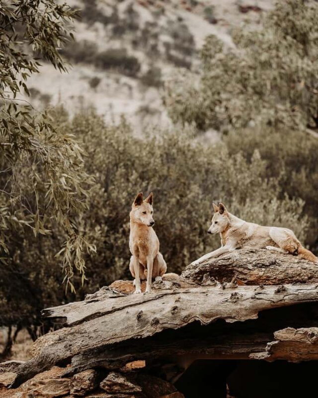 Alice Springs: Desert Park Entry Ticket - FAQ