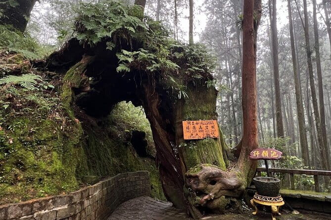 Alishan Day Tour from Kaohsiung (Incl. Park Entrance) - Value and Practical Tips
