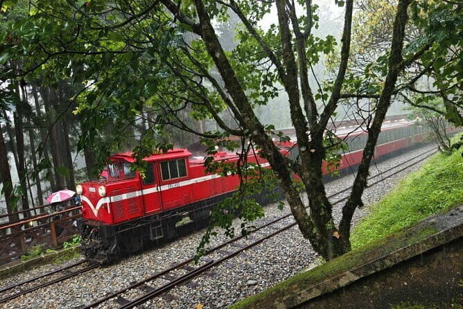 Alishan One Day Tour from Taichung - What the Reviews Say