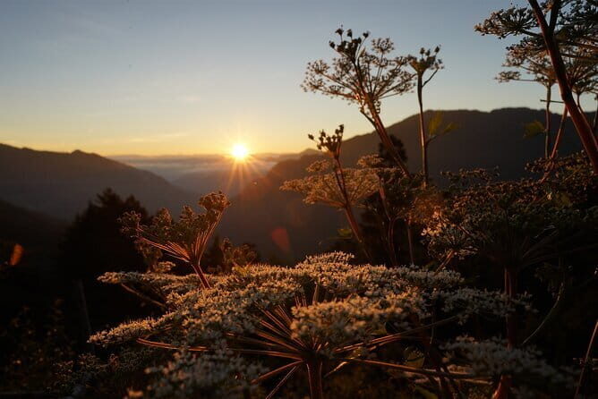 Alishan One Day Tour from Taichung - FAQ