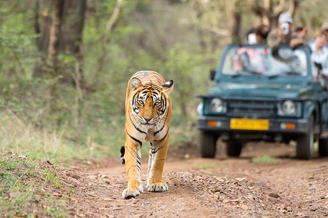 All Inclusive : 5 Days Golden Triangle with Ranthambore Safari - Exploring the Itinerary in Detail
