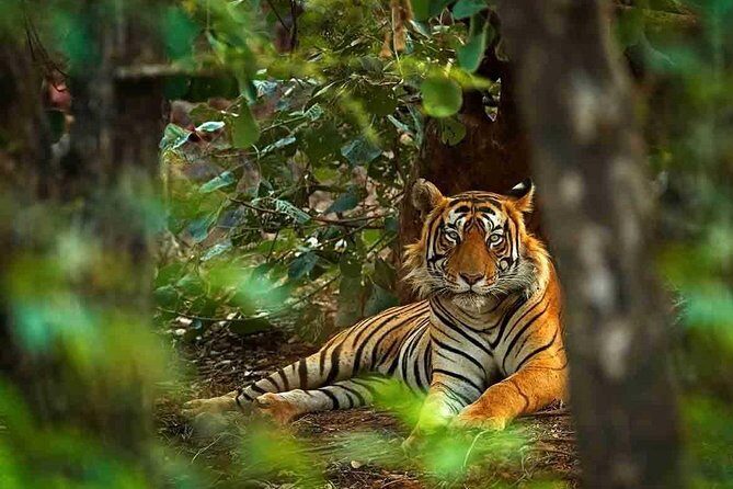 All Inclusive : 5 Days Golden Triangle with Ranthambore Safari - Transportation and Accommodation