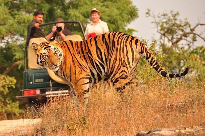 All Inclusive : 5 Days Golden Triangle with Ranthambore Safari - Who Is This Tour Best For?