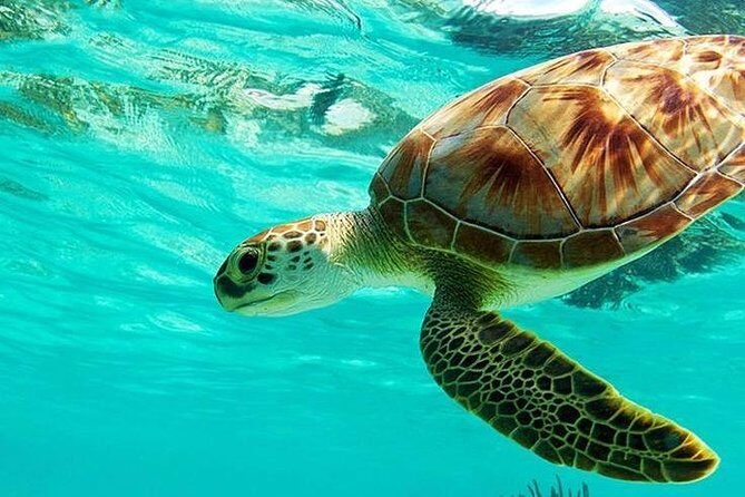 All Inclusive : Bali Blue Lagoon Snorkeling, Lunch, and Transport - Discovering Bali’s Blue Lagoon Snorkeling Tour: An Honest Review