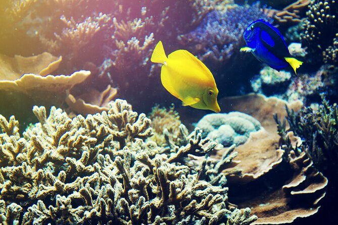 All Inclusive Bali Blue Lagoon Snorkeling with Lunch and Transport - Final Thoughts