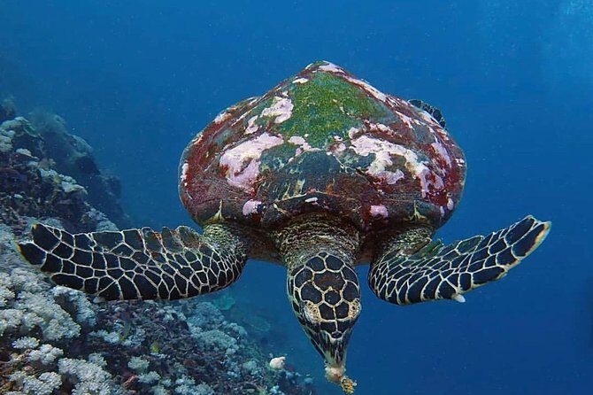 All Inclusive Bali Scuba Diving at Tulamben with Lunch -Transport - Cost and Value Analysis
