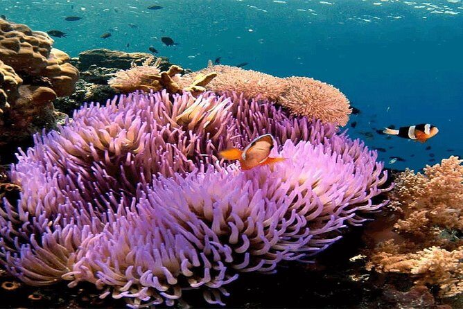 All Inclusive Bali Snorkeling Blue Lagoon tour experience - What to Expect from the Experience