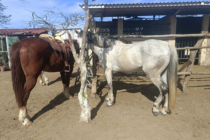 All Inclusive Beach Club, Water Sports, Horse Ride, Food & Drinks - Who Will Love This Tour?