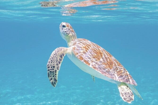 All Inclusive Blue Lagoon Snorkeling combine Ubud River Rafting - What’s the Value?