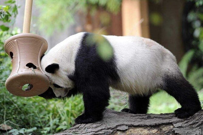 All Inclusive Chengdu Giant Panada Base Private Day Tour from Guangzhou by Air - Starting the Journey: From Guangzhou to Chengdu