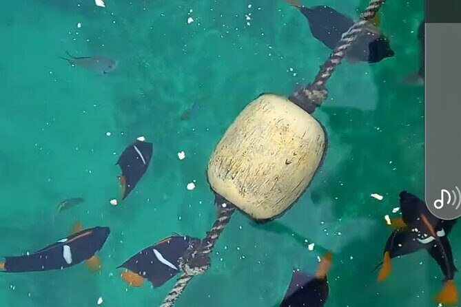 All-inclusive Colomitos cruise and Animas beach snorkeling - Practical details and traveler insights