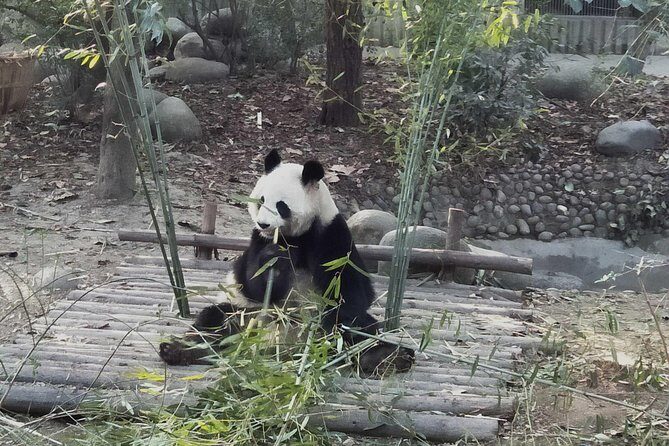 All Inclusive Customizable Chengdu Full Day Panda Tour - A Deep Dive into the Experience