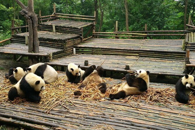 All-Inclusive: Customizable Giant Panda Private Day Trip in Chengdu - Exploring the Panda Paradise: The Morning at Chengdu Panda Base