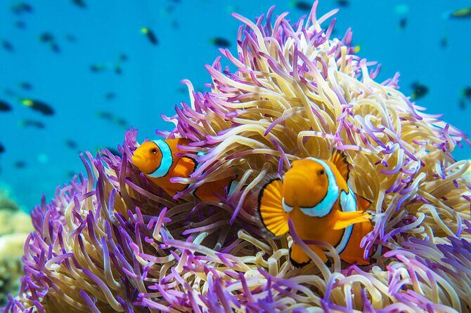 All Inclusive Day Tour to Frankland Islands Great Barrier Reef - Authentic Guest Perspectives