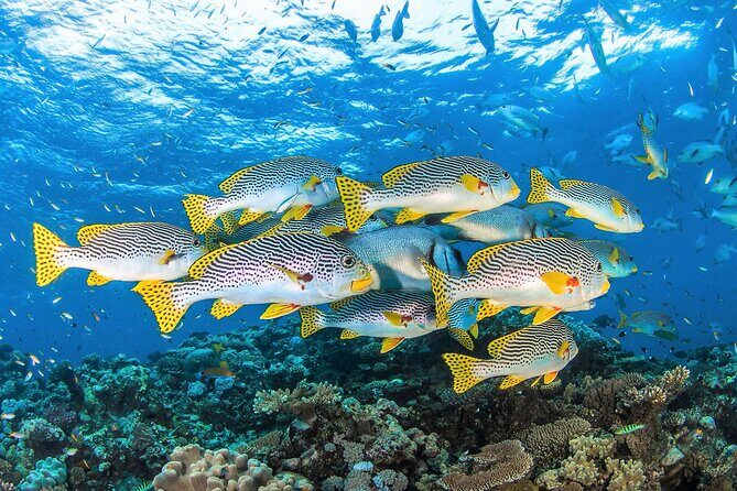 All Inclusive Great Barrier Reef Cruise w optional Scuba Diving - Final Thoughts