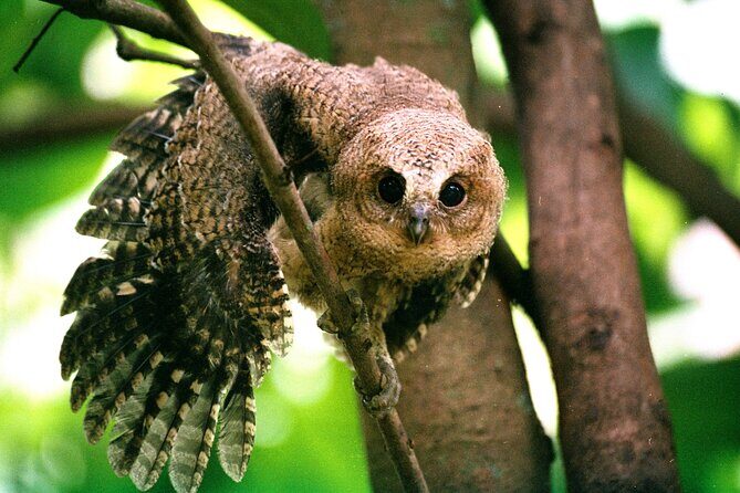 All inclusive Guided Safari in Wilpattu, from Colombo & Negombo. - Key Points