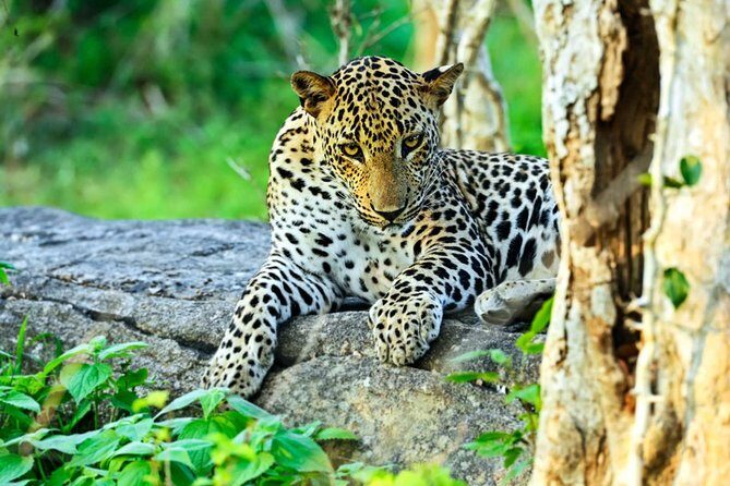 All Inclusive Leopard Nest Luxury Glamping experience in Yala - Getting There and Timing