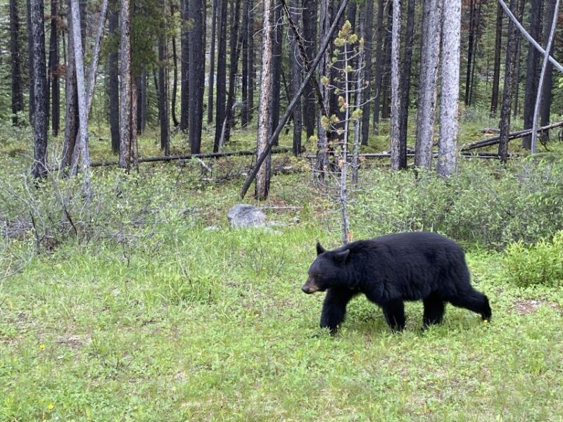 All-Inclusive Private Banff Tour with Hotel Transfer - Practical Details to Consider