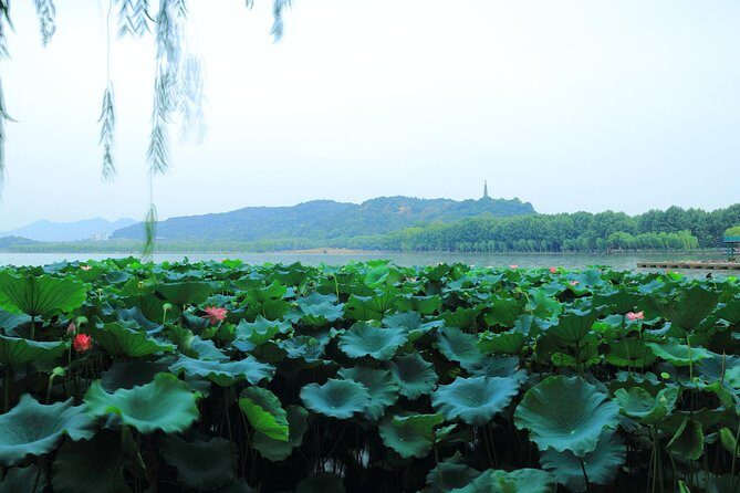 All-Inclusive Private Day Tour to Hangzhou by Bullet Train - Key Points