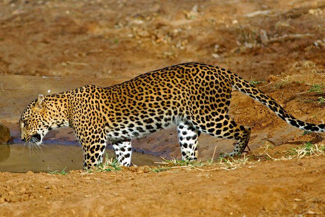 All Inclusive Private day tour to Wipattu National Park From Negombo - Key Points
