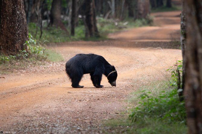 All Inclusive Private day tour to Wipattu National Park From Negombo - Comprehensive Review of the Tour Experience