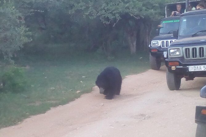 All inclusive Private jeep safari at Yala National park - The Ultimate Review of the Yala Private Jeep Safari