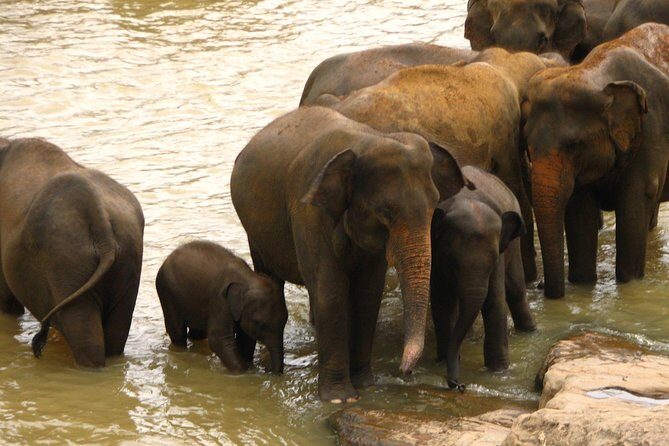 All inclusive Private jeep safari at Yala National park - The Sum Up: Is This Tour Worth It?