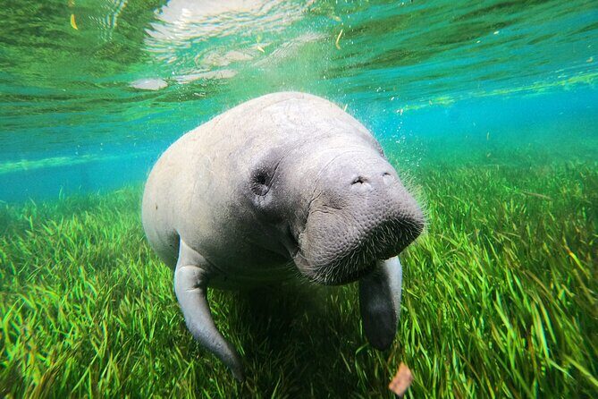 All Inclusive Private Manatee Swim - Why Choose This Tour?