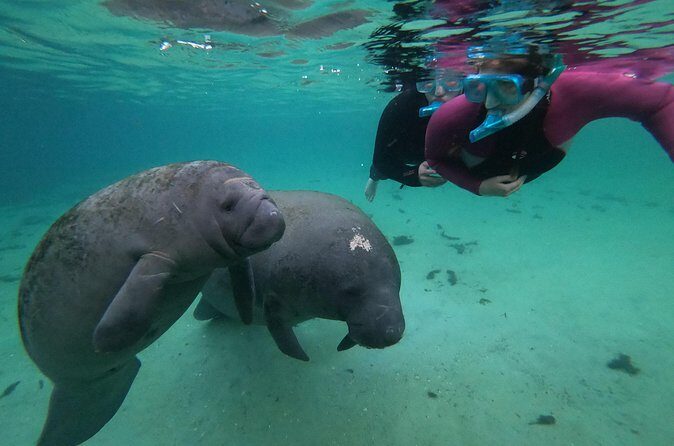 All Inclusive Private Manatee Swim - The Sum Up