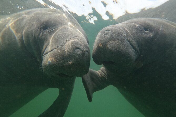 All Inclusive Private Manatee Swim - FAQ