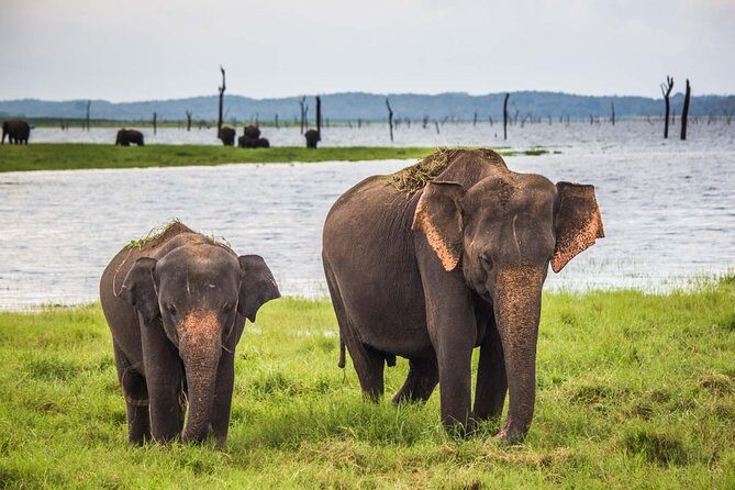 All inclusive Private safari at Wilpattu National park from Negombo - A Deep Dive into the Wilpattu Safari Experience