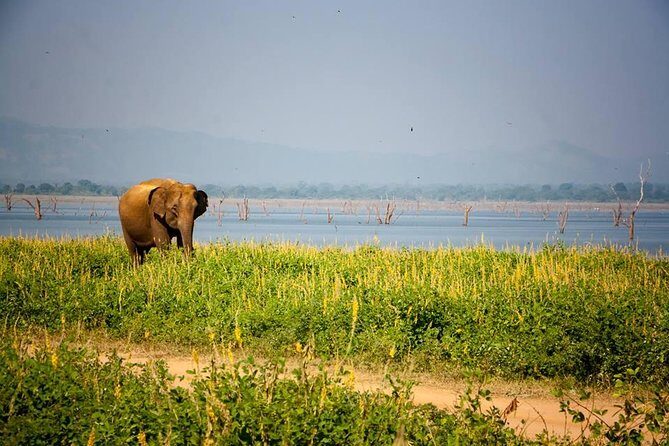 All Inclusive Private Safari in Minneriya National Park - FAQs