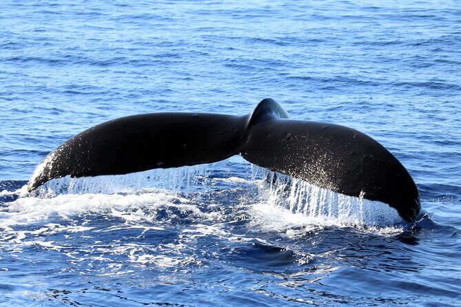 All-Inclusive Sunset Dolphin Watch and Snorkeling Cruise - Final Thoughts: Is This Cruise Right for You?