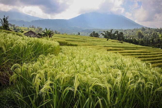 All Inclusive Ubud Experience - The Sum Up