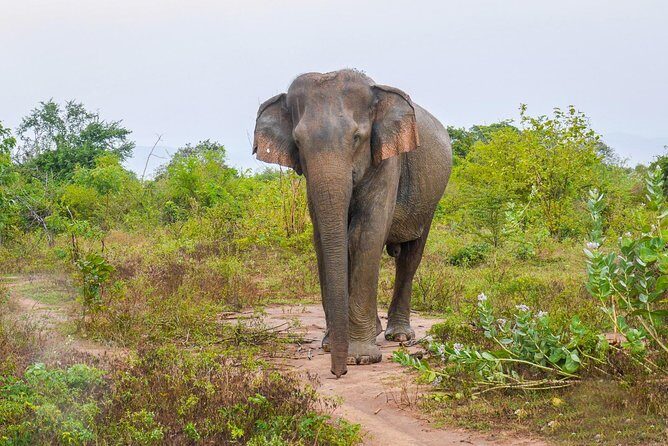 All Inclusive Udawalawa National Park Day Tour From Negombo - Who Should Consider This Tour?