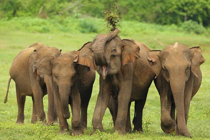 All Inclusive Udawalawa National Park Day Tour From Negombo - The Sum Up