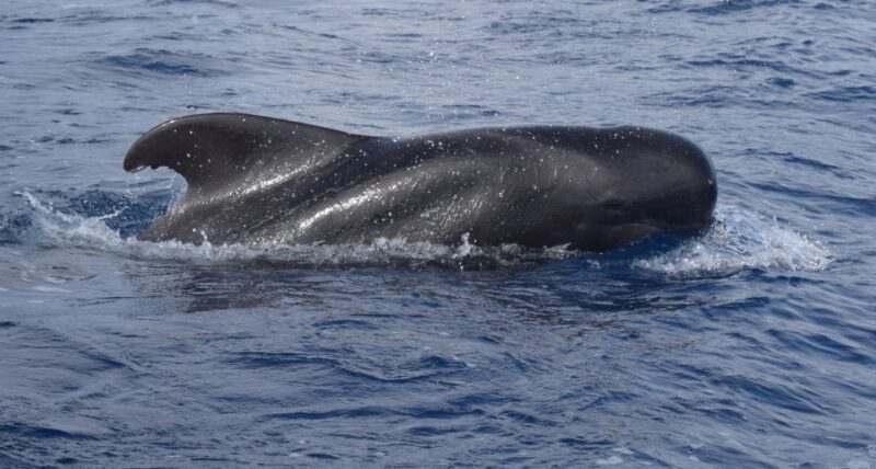 All Inclusive Whale and Dolphin Watching Luxury Tour - Practical Details and Tips