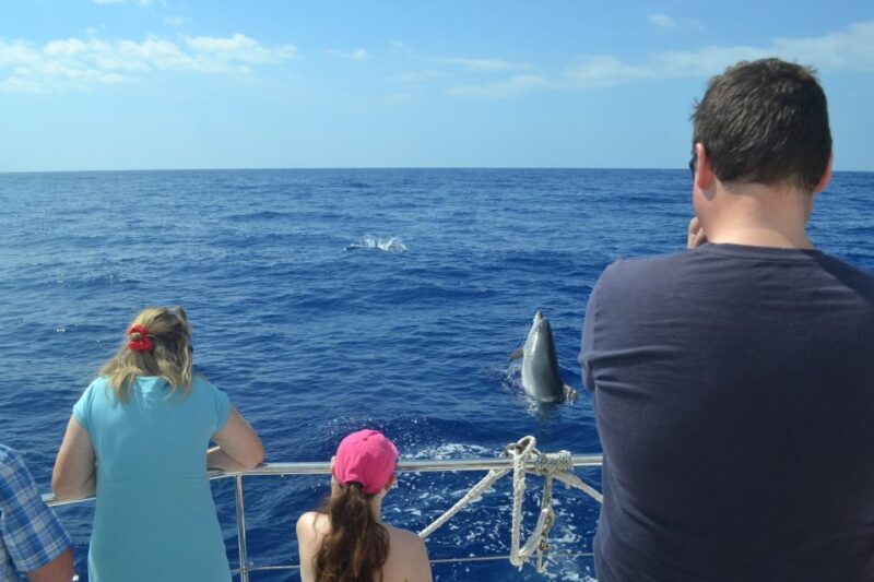All Inclusive Whale and Dolphin Watching Luxury Tour - FAQ