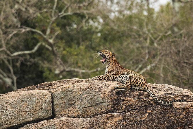 All Inclusive Yala National Park Jeep Safari from Colombo - Final Thoughts