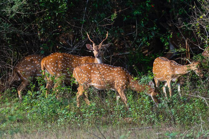 All Inclusive Yala National Park Jeep Safari from Colombo - Frequently Asked Questions