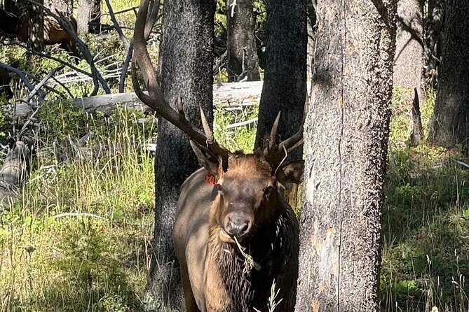 All Inclusive Yellowstone Lower Loop - Practical Details and Value