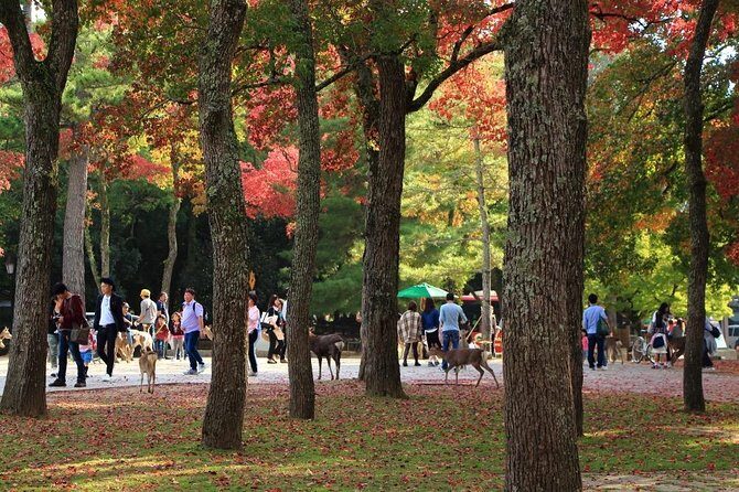 All must-sees in 3 hours - Nara Park Classic Tour! From JR Nara! - Why this tour offers excellent value