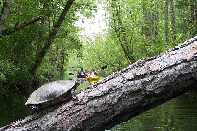 Alligator River Kayak Adventure - An In-Depth Look at the Tour Experience