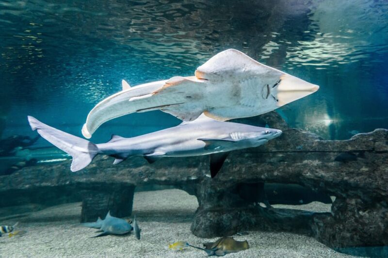 Almería: Aquarium Costa de Almería Entry Ticket - Key Points