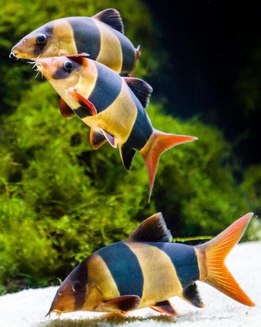 Almería: Aquarium Costa de Almería Entry Ticket - What You Can Expect at Aquarium Costa de Almería