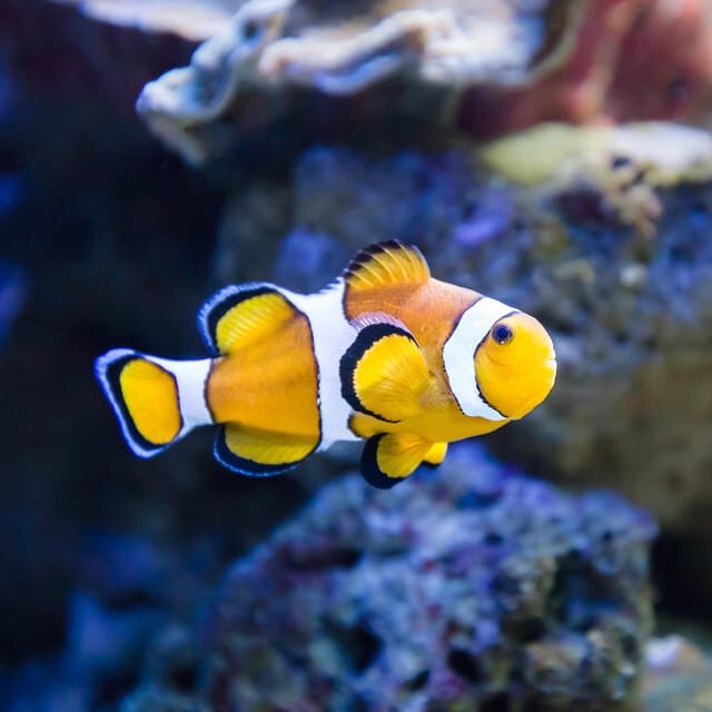 Almería: Aquarium Costa de Almería Entry Ticket - Who Should Visit?