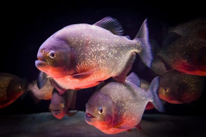 Almería: Aquarium Costa de Almería Entry Ticket - Final Thoughts