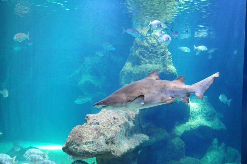 Almería: Aquarium Costa de Almería Entry Ticket - FAQs