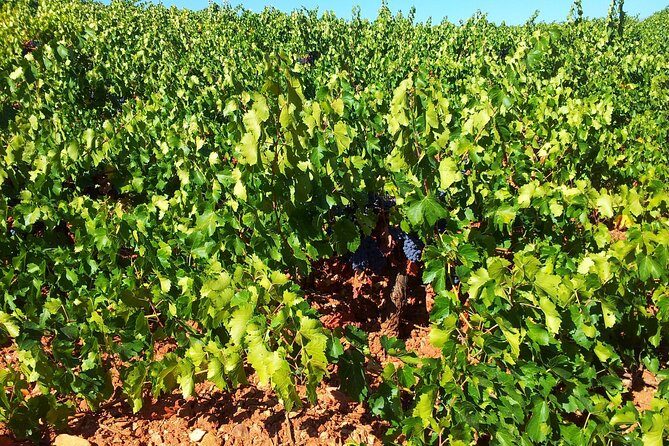 Almería Wine tour, tasting in Bio Winery and aperitif in English - Key Points